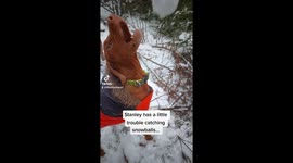 Dog is futile in every attempt to munch on snowball treat