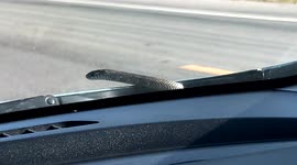Crazy carpool partner: Snake joins along for car ride from windshield