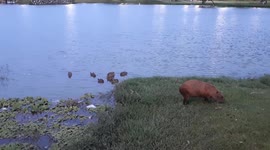 Group or Family of Capybaras at Parque Das Águas, Sorocaba, Brazil