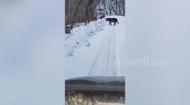 Chinese motorist encounters Siberian tiger in snowy mountain area