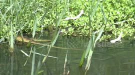 Slithery and sinister – a deadly Australian Tiger Snake hunting for frogs