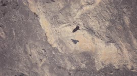 Majestic bearded vulture spooked by base jumpers plummeting off Swiss Alps