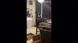 ''Just Hangin' Around' Overly excited cat gets stuck to glass door
'