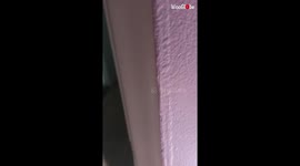 'Hungry cat caught DESTROYING toilet paper!'