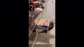 Mission ImPAWssible: Hungry cat uses smarts to get at chicken on kitchen top
