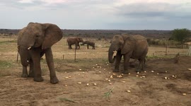 The Jabulani Herd of Rescued Elephants Enjoy some delicious butternuts