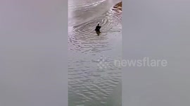 How heroic! Chinese policeman rescues drowning child from icy river