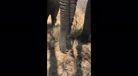 The curious trunks of the Jabulani herd of rescued and orphaned elephants