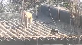 Mother monkey looks after puppy as primates in other Indian town kill hundreds