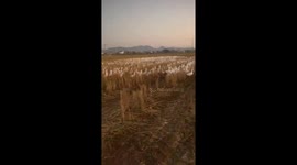 Three men try to move 6,000 ducks out of the field and back to the farm