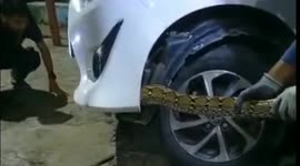 Huge 13-foot python is pulled from car bonnet by firefighters in Indonesia