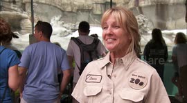 Polar bears enjoy snow day at San Diego Zoo