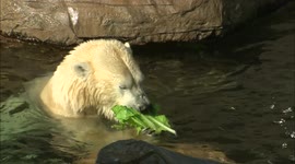 A glimpse into the life of an 'Arctic Ambasssador' for the San Diego Zoo