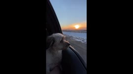 My puppy Pupper Potts enjoying the car ride and watching the sunset