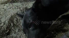 Hero volunteers save dog hit by motorbike by performing CPR on the animal