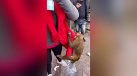 Chinese tourist stunned as cheeky monkey snatches milk carton from pocket