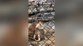 Fearless dog stops fully-grown lion and tiger she grew up with from fighting at Beijing Zoo