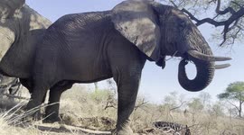 A stunning view of peaceful rescued elephant bulls, Sebakwe and Somopane