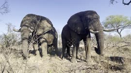 Peaceful moments with rescued elephant bulls, Sebakwe and Somopane