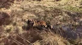 Leonberger Ria getting really muddy in a peat bog