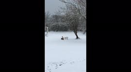 Bill Terrier Lexie and Otto the cat playing in the snow