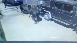 Two bulls get into brutal fight in central India and smash several cars