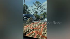 Cheeky wild monkeys steal food from truck