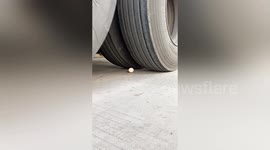 Slick driver rides through egg without breaking it