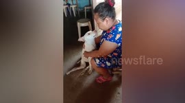 Heartwarming recovery of paralysed dog hit by car that can now walk again