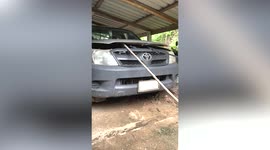 King cobra snake found keeping warm inside car engine