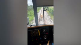 Stubborn cow wanders onto tracks and blocks train in Thailand
