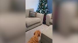 Dog owner finds ingenious way to keep puppy away from Christmas tree