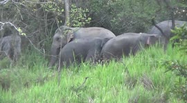 Herd of elephants spotted grazing in Sri Lanka