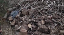 For 30 Years, A Woodcutter from Gaza Strip Insists on Preserving his Occupation.