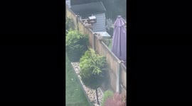 Two squirrels in our garden and one of them jumps on the umbrella