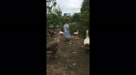 Adorable baby chasing geese and ducks to play with them