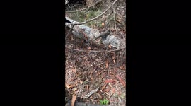 Giant lizard, Goanna in South East Qld. Over 1 meter long, majestically wonders through the bush.