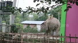 Elephant strays towards residential region in northeastern India
