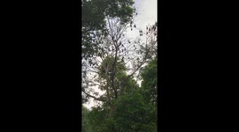 Thousands of bats perched on the trees around the temple to listen to the music coming from the temple