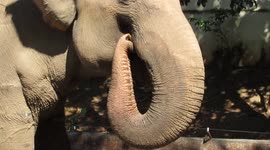 Elephant Eating and Being Fed at the The Municipal Zoological Park, Sorocaba, Brazil