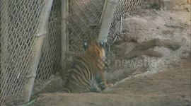 Two Female Sumatran Tiger Cubs Explore Their Exhibit For the First Time