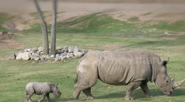 This is the San Diego Zoo's First Southern White Rhino Born in 12 Years