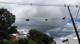 Monkeys Climbing and Traversing the Electric Cables Near the Zoo, Sorocaba, Brazil