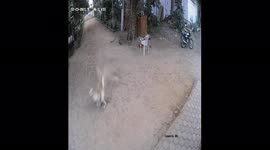 Quick dog has last minute escape from the clutches of wild leopard in India