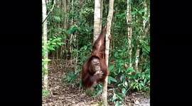 Orangutan Baby Eating Bananas On The Trees (Cute Baby Orangutan)