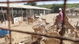 Palestinian man Saed al-Aer plays with the dogs at the Sulala Society for Animal Care shelter.