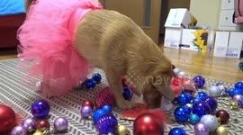 Dog rips into musical Christmas card