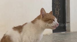 He never attacks anyone who enters my house