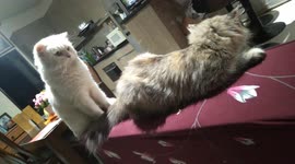 My funny moments with my cat's playtime