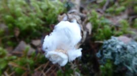 Finding Hair Ice or Frosty Beard and breaking it.